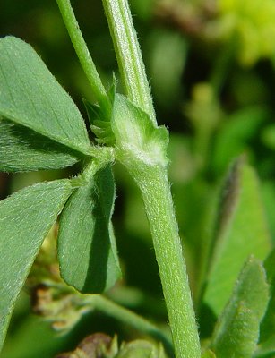 Medicago_lupulina_stipule.jpg