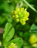 Medicago lupulina thumbnail