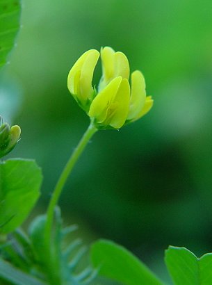 Medicago_polymorpha_flowers.jpg