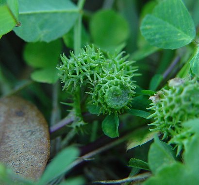 Medicago_polymorpha_fruits.jpg