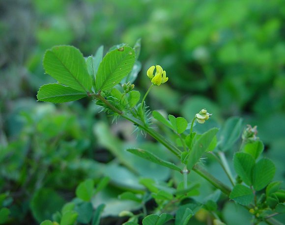 Medicago_polymorpha_plant.jpg