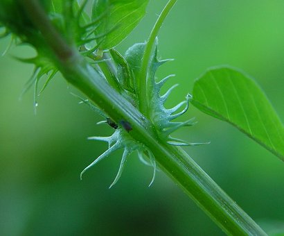 Medicago_polymorpha_stipules.jpg