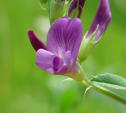 Medicago_sativa_flower.jpg