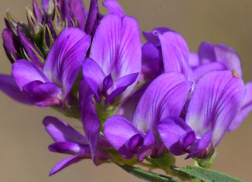 Medicago_sativa_flowers.jpg