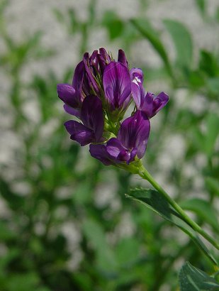 Medicago_sativa_inflorescence.jpg