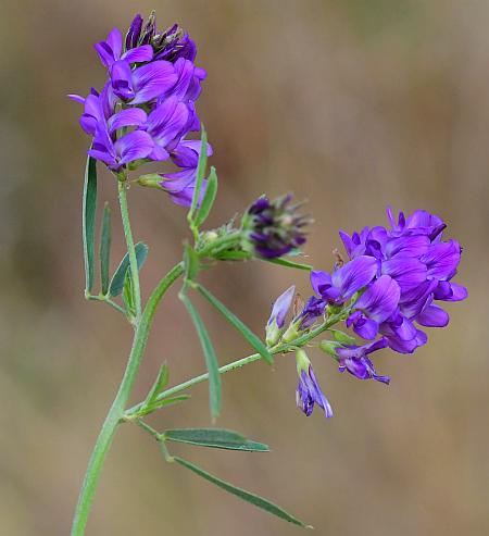 Medicago_sativa_inflorescences.jpg