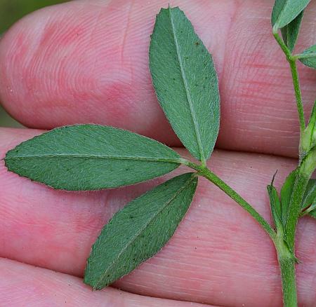 Medicago_sativa_leaf2.jpg