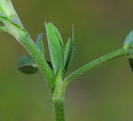 Medicago_sativa_stipules.jpg