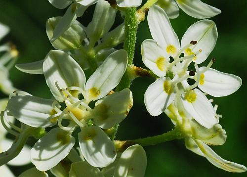 Melanthium_virginicum_flowers.jpg