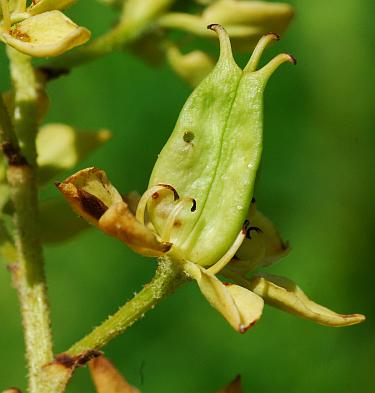 Melanthium_virginicum_fruit.jpg