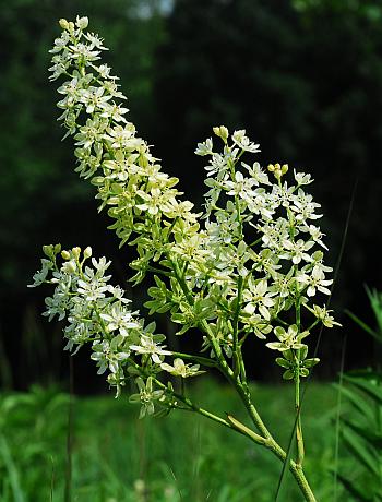 Melanthium_virginicum_inflorescence.jpg