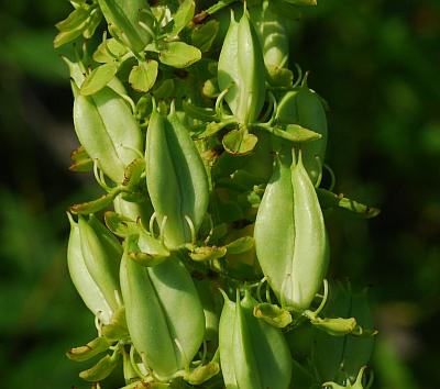 Melanthium_virginicum_infructescence.jpg