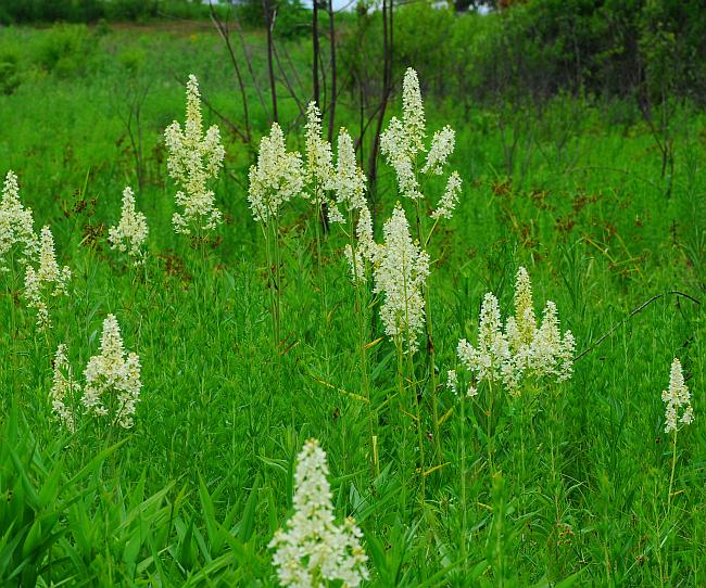 Melanthium_virginicum_plant.jpg