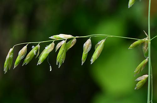 Melica_nitens_inflorescence2.jpg