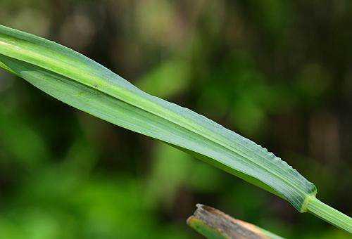 Melica_nitens_leaf2.jpg