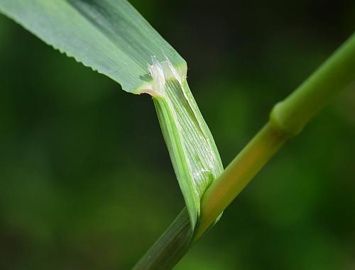 Melica_nitens_ligule.jpg