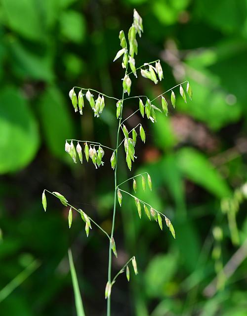 Melica_nitens_plant.jpg