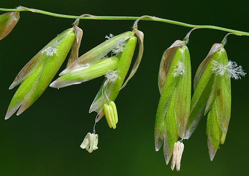 Melica_nitens_spikelets2.jpg