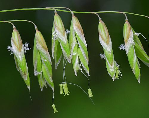 Melica_nitens_spikelets3.jpg