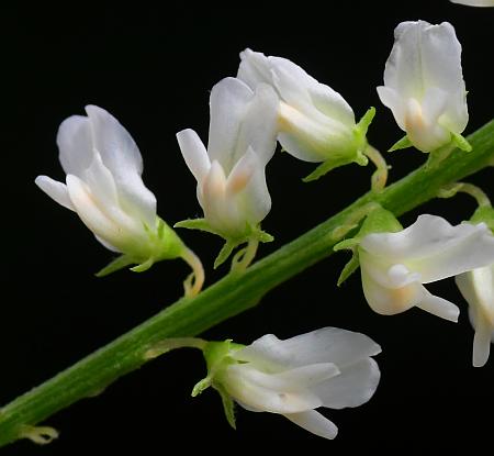 Melilotus_albus_flowers.jpg