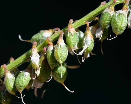 Melilotus_albus_fruits.jpg