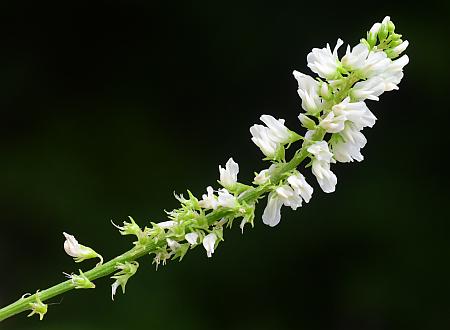 Melilotus_albus_inflorescence.jpg