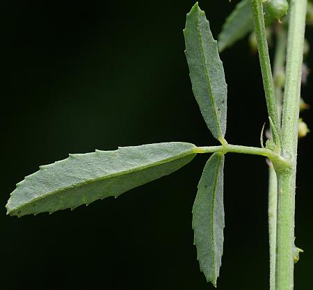 Melilotus_albus_leaf2.jpg