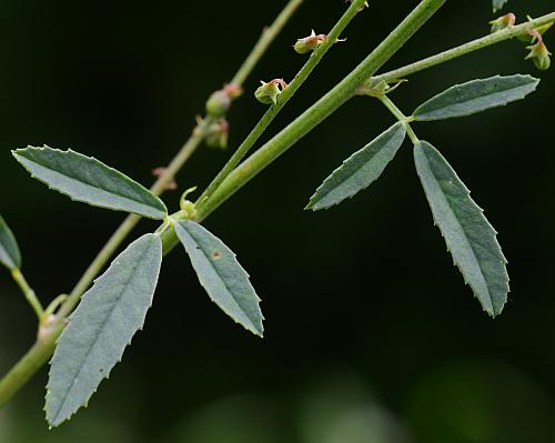 Melilotus_albus_leaves1.jpg