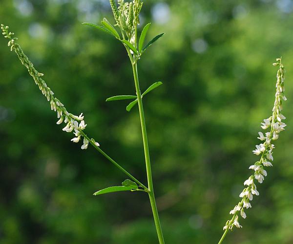 Melilotus_albus_plant.jpg