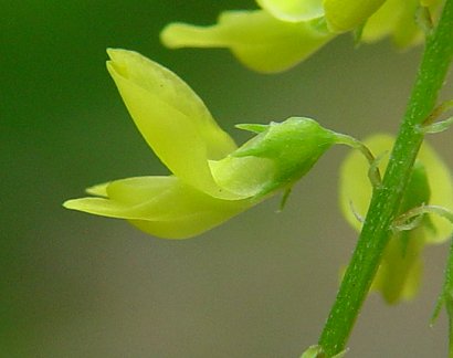 Melilotus_officinalis_calyx.jpg