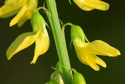 Melilotus_officinalis_flowers.jpg