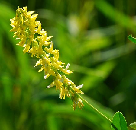 Melilotus_officinalis_inflorescence.jpg