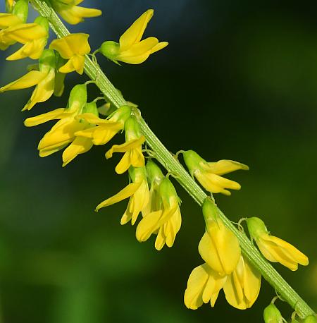 Melilotus_officinalis_inflorescence2.jpg