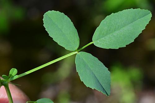 Melilotus_officinalis_leaf1.jpg