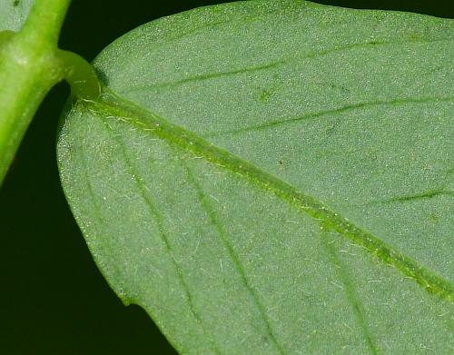 Melilotus_officinalis_leaf2a.jpg