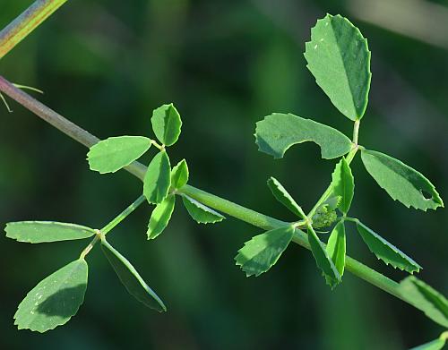 Melilotus_officinalis_leaves1.jpg