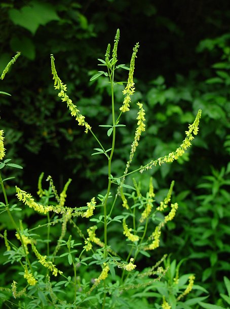 Melilotus_officinalis_plant.jpg