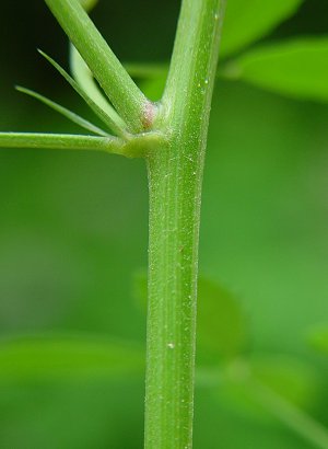 Melilotus_officinalis_stem.jpg