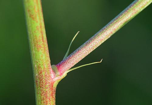 Melilotus_officinalis_stipules.jpg