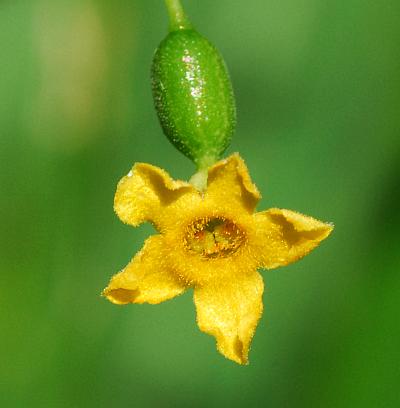 Melothria_pendula_flower1.jpg