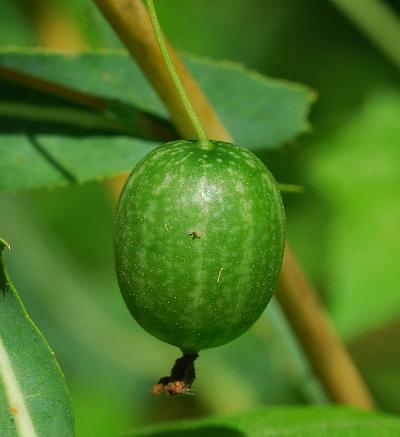 Melothria_pendula_fruit1.jpg