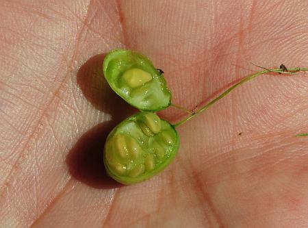 Melothria_pendula_fruit2.jpg