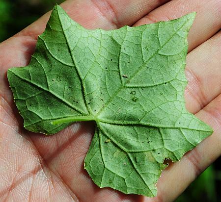 Melothria_pendula_leaf2.jpg