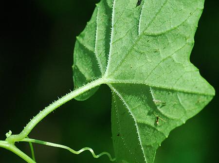 Melothria_pendula_leaf2a.jpg