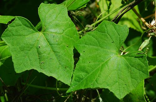 Melothria_pendula_leaves.jpg