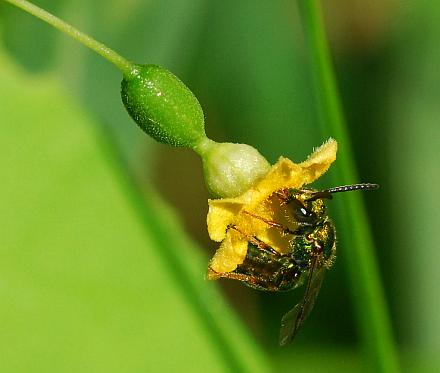 Melothria_pendula_pollinator.jpg