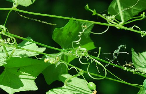 Melothria_pendula_stems.jpg