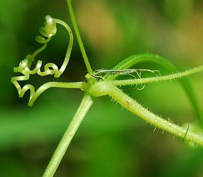 Melothria_pendula_tendril.jpg