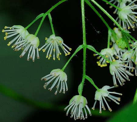 Menispermum_canadense_flowers.jpg