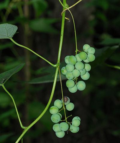 Menispermum_canadense_fruits1.jpg